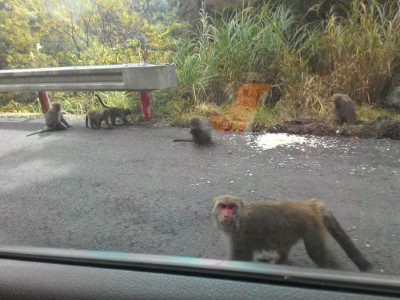 錯誤示範! 遊客於宜專一線撒佈大量食物餵食台灣獼猴 (1)